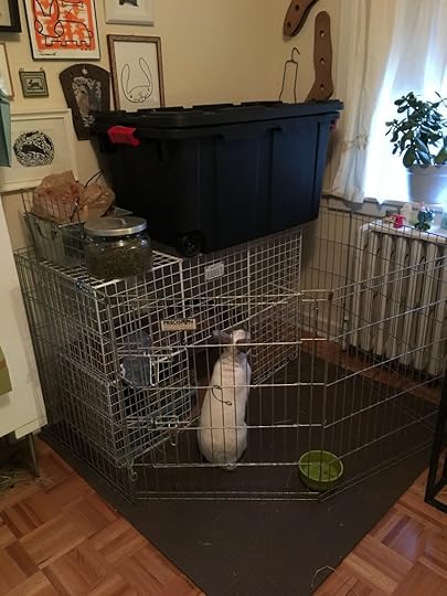 The exercise pen around his cage came from a Facebook trading site called Bunz.