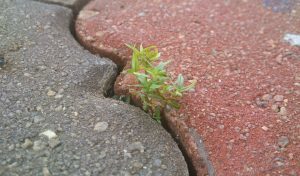 Plant growing through crack in pavement