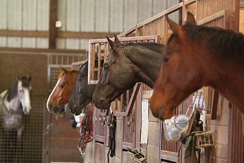 horse in a barn: 