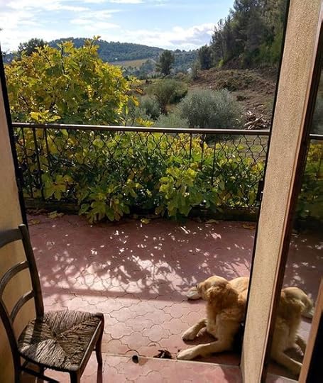 Olivetrees