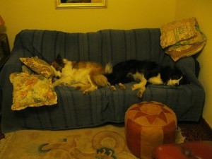 161230_fleurandrosie