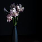 2017-01-03-pink-flowers-in-dark-3947