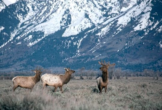 Elk Grand Tetons