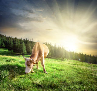 cow