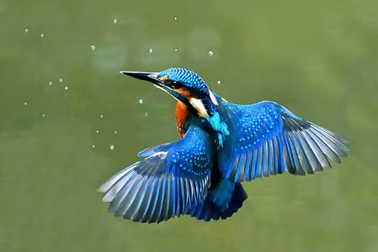 Kingfisher by Joefrei looking bright blue, in a way you will seldom see in real life.