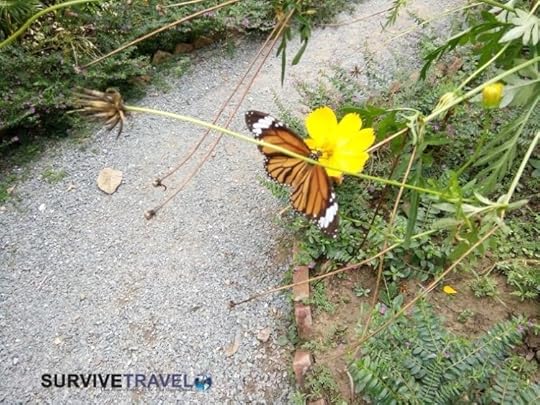 Kep Butterfly Garden Review (3) - Buttefly - Survive Travel