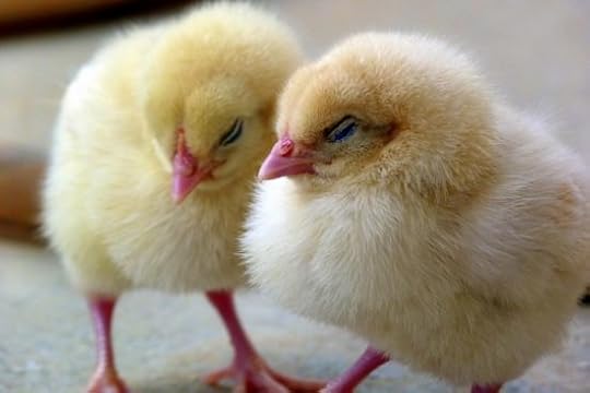 Animal Cruelty on Chickens for Commercial Reasons