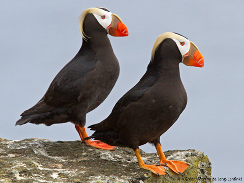 Photo: World-class seabird habitat deserves world-class protection
