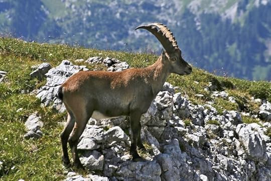 An ibex. The horns are wonderful but have probably nothing to do with the origin of the word ivy.