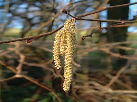 Hazel catkins 