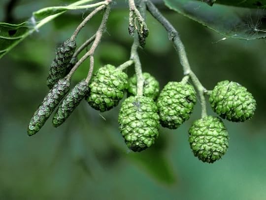 alder catkins