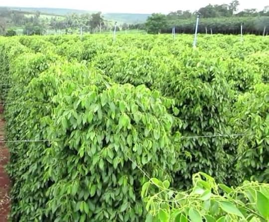 Things to do in Kep (10) - Pepper Farm - Survive Travel