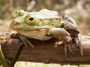 Picture of frog