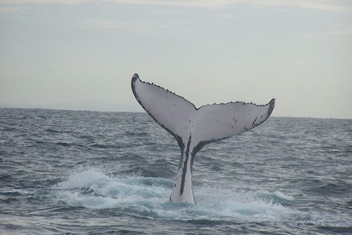 Humpback_whale_fluke_(2).jpg