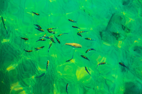 Zebra_fish.jpg