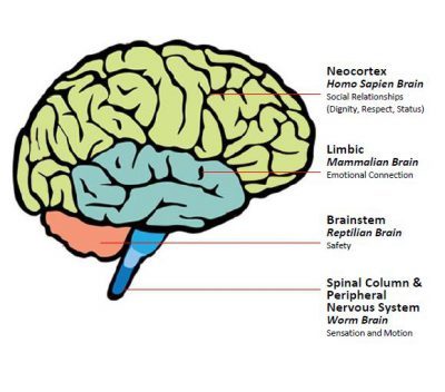 Pain Game - Brain structure