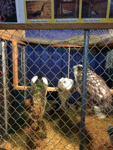peacocks