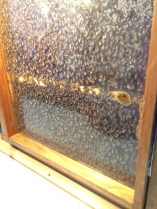bee hive
