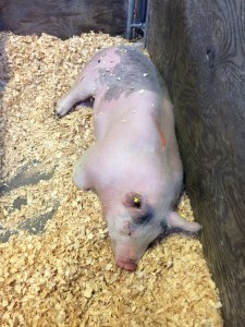 pig