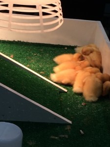 ducklings