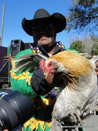 rooster participant in Iowa Chicken Run in Iowa, Louisiana