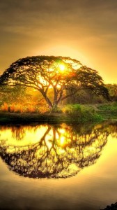 circle tree