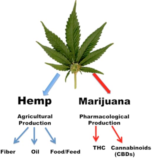 hemp-crop1-978x1024