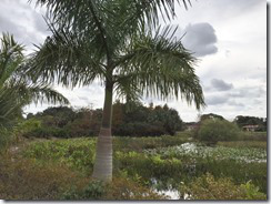 Plant Preserve1