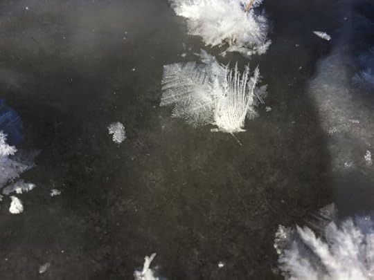 iceflower4