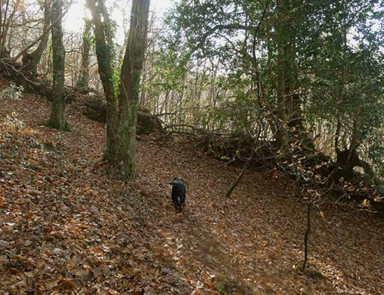 Through the leaves again