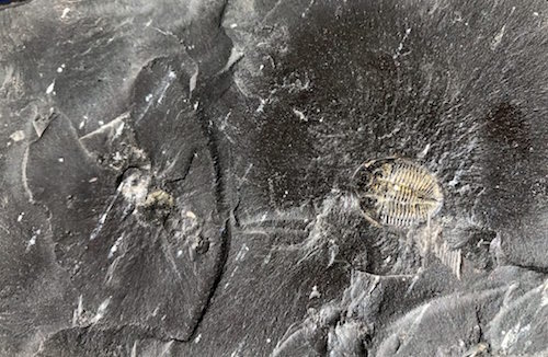black-shale-crop-lg_LK-1024x668.jpg