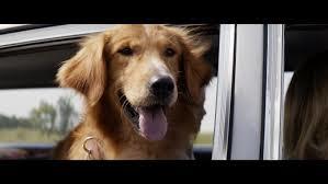 Image result for dog's purpose movie