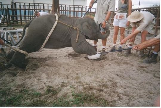 Circus Animal Abuse4