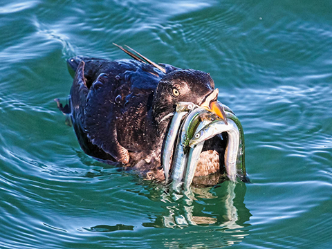 Photo: Speak out for world-class seabird habitat