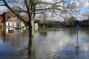 Cricket underwater small