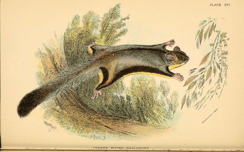 A_hand-book_to_the_marsupialia_and_monotremata_(Plate_XVI)_(6008352459).jpg
