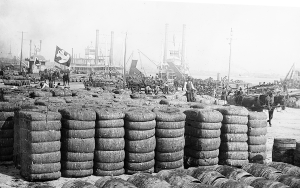 Cotton on the levee - Location Unknown