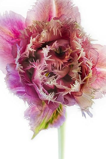 Fancy Tulip © Harold Davis