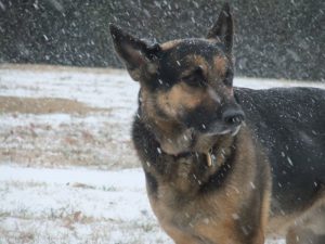 Hinfallingsnow_zps0b503108