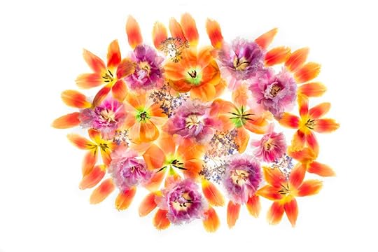 Tulip Mandala on White © Harold Davis