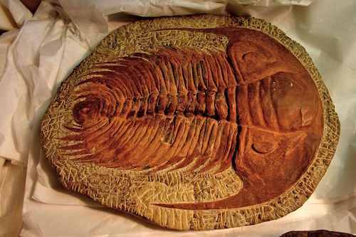 BLW_Trilobite_(Paradoxides_sp.).jpg