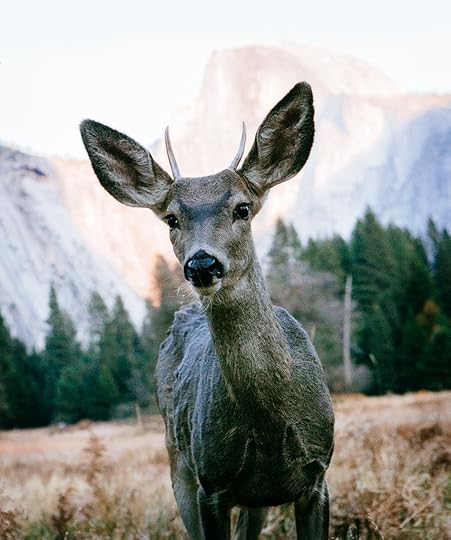 yosemite-deer-portrait-1