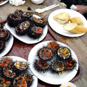 sea urchins