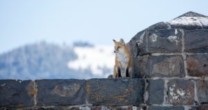 fox north entrance Yellowstone