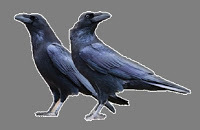 Two Black Ravens, Birds of prey, natures hunter