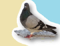 Squab, Piegon hatchling 