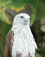 Brahminy Kite, Birds of prey