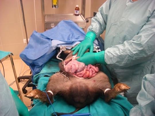 Animals in Medicinal Experiments2