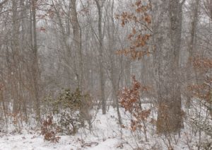 CTforest_winter