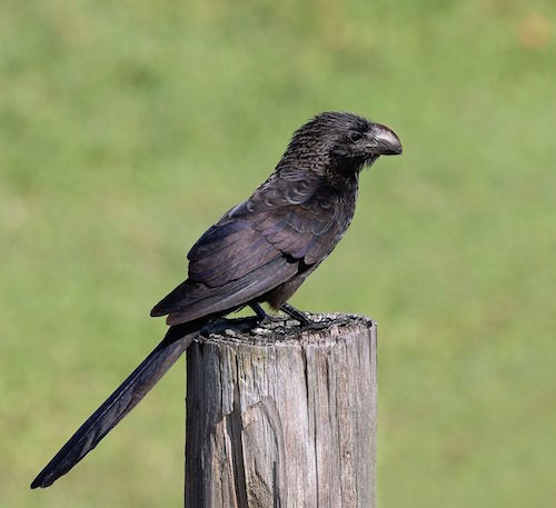 Smooth-billed_ani_(Crotophaga_ani)_GC.JPG